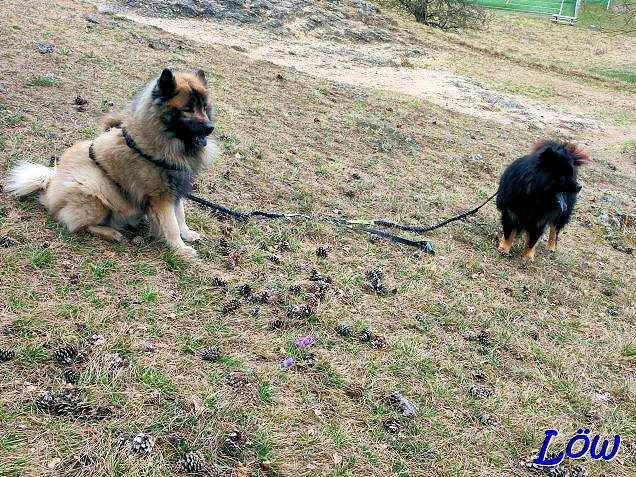 10.3.2025 - Howard und Dwix auf Botaniktour